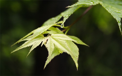月子期间鲫鱼下面,孕妇怎么坐月子?